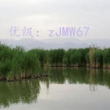 ̫