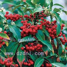 չ滮