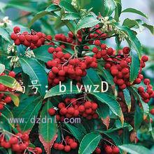 չ滮